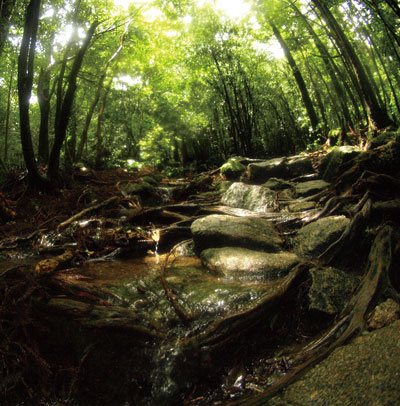 Yakushima -Water in the Forest- jacket