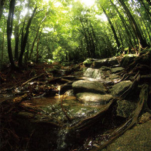 Yakushima -Water in the Forest-